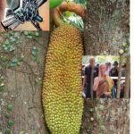 Xin đừng ép quá