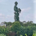 Biếm: Ai mà nói “giống” đừng than … tốn tiền!