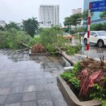 Dựng lại cây, cũng cần gọi tên người trồng lẫn kẻ phá