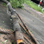 Cây xanh đô thị: Lại một cuộc nghiệm thu lịch sử