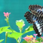 Vài hồi ức về khu dinh điền Cái Sắn (Kỳ 8)