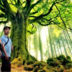 Cây đại thụ, bậc chân tu và những dây tầm gửi…