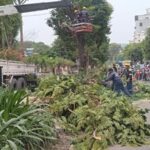 Ai đang gây lãng phí cây xanh ở trung tâm thành phố?