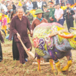 Hòa Bình và Con Trâu