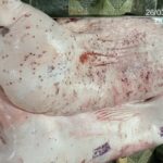 Thịt heo CP: Từ tâm thư đến cuộc kiểm tra… đã được báo trước?