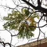 Hãy phủ vài sợi miến dong lên chủ trương “Vành Đai Một”