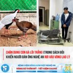 Án tù người nuôi gà lôi trắng: công bằng hay thiếu nhân văn?