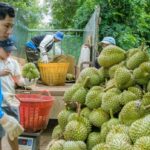Sầu riêng gây… sầu chung