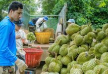 Sầu riêng gây… sầu chung