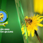Hội hè