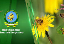 Hội hè