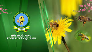 Hội hè